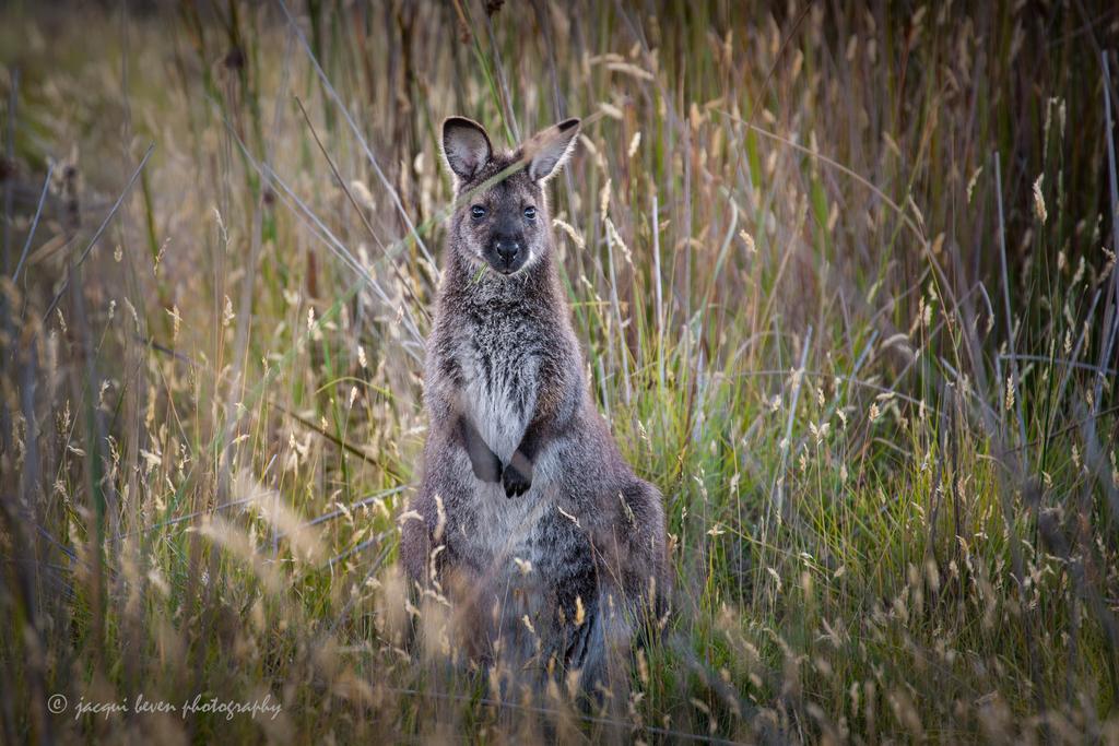 Pearl Hawley Beach Port Sorell Dış mekan fotoğraf